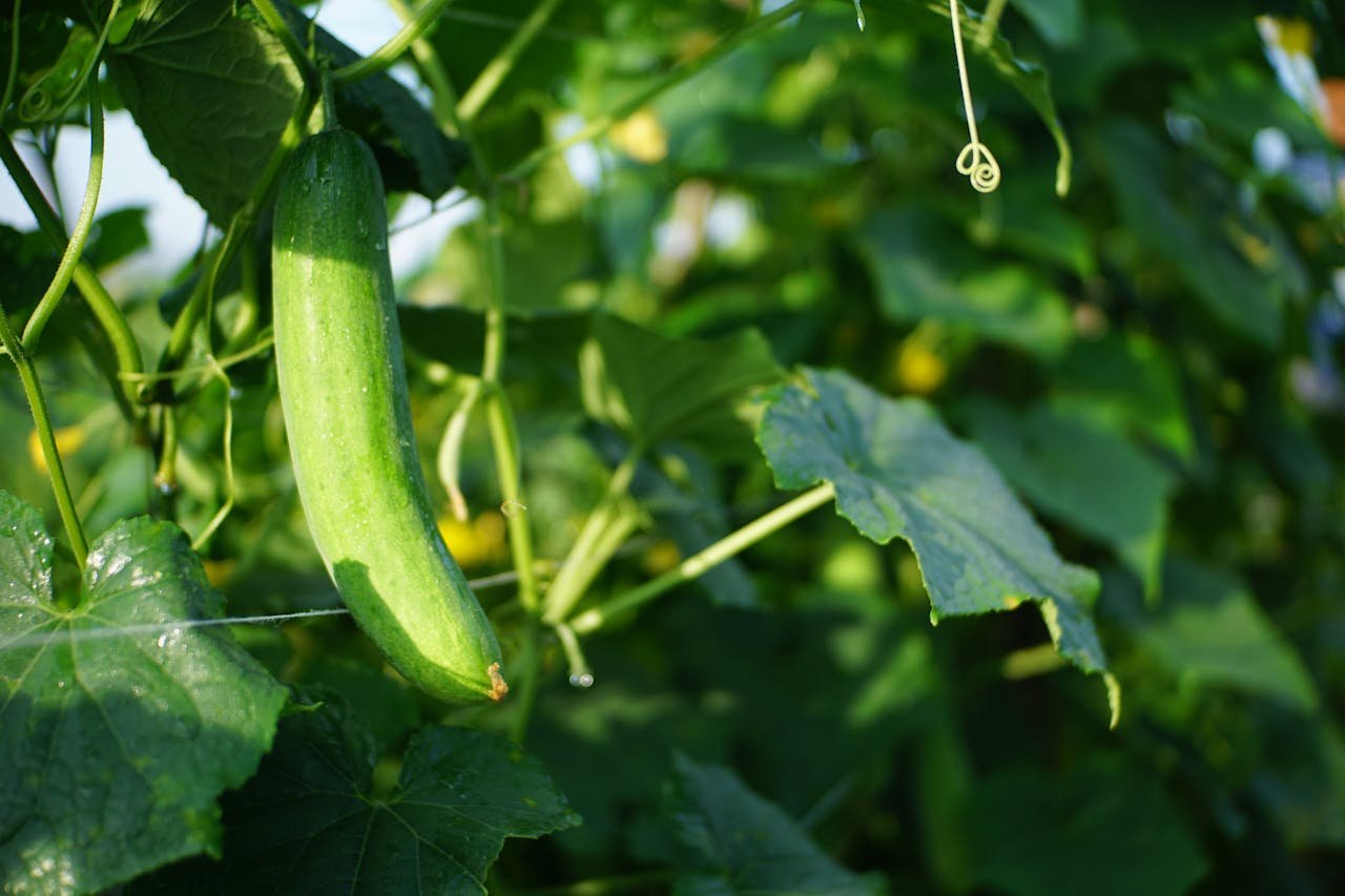 Close-up of a fresh cucumber on the vine, bathed in gentle sunlight in a lush garden setting.